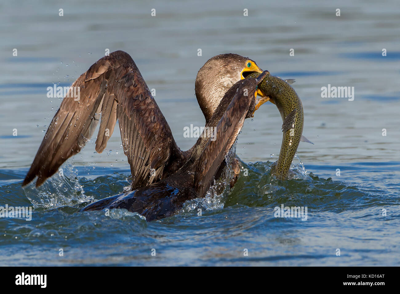 Cormorants fighting over fish in wild action Stock Photo