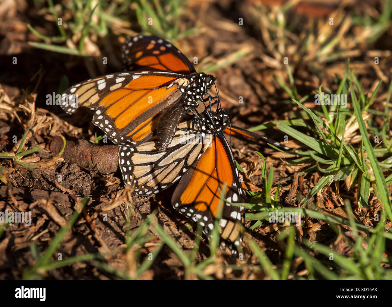 Monarch butterflies fighting, two males on ground. Note part of hind wing is almost gone. Stock Photo