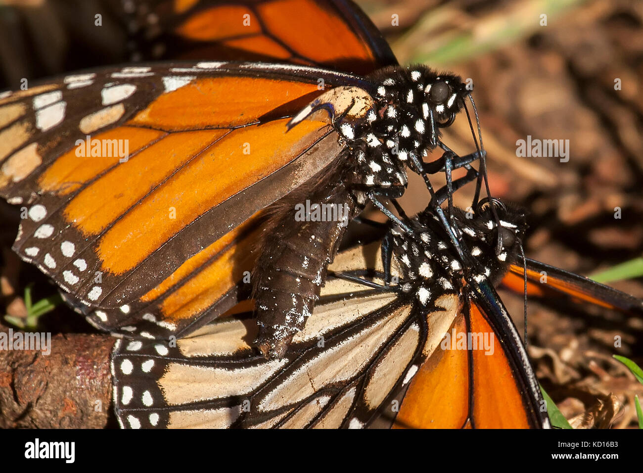 Monarch butterflies fighting, two males on ground. Note part of hind wing is almost gone Stock