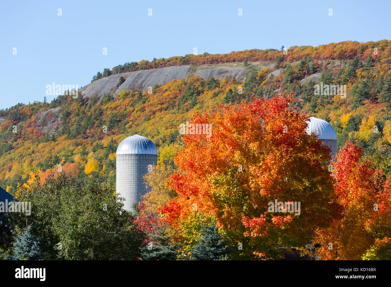 Maple trees and farm, Dutch Valley, New Brunswick, Canada Stock Photo