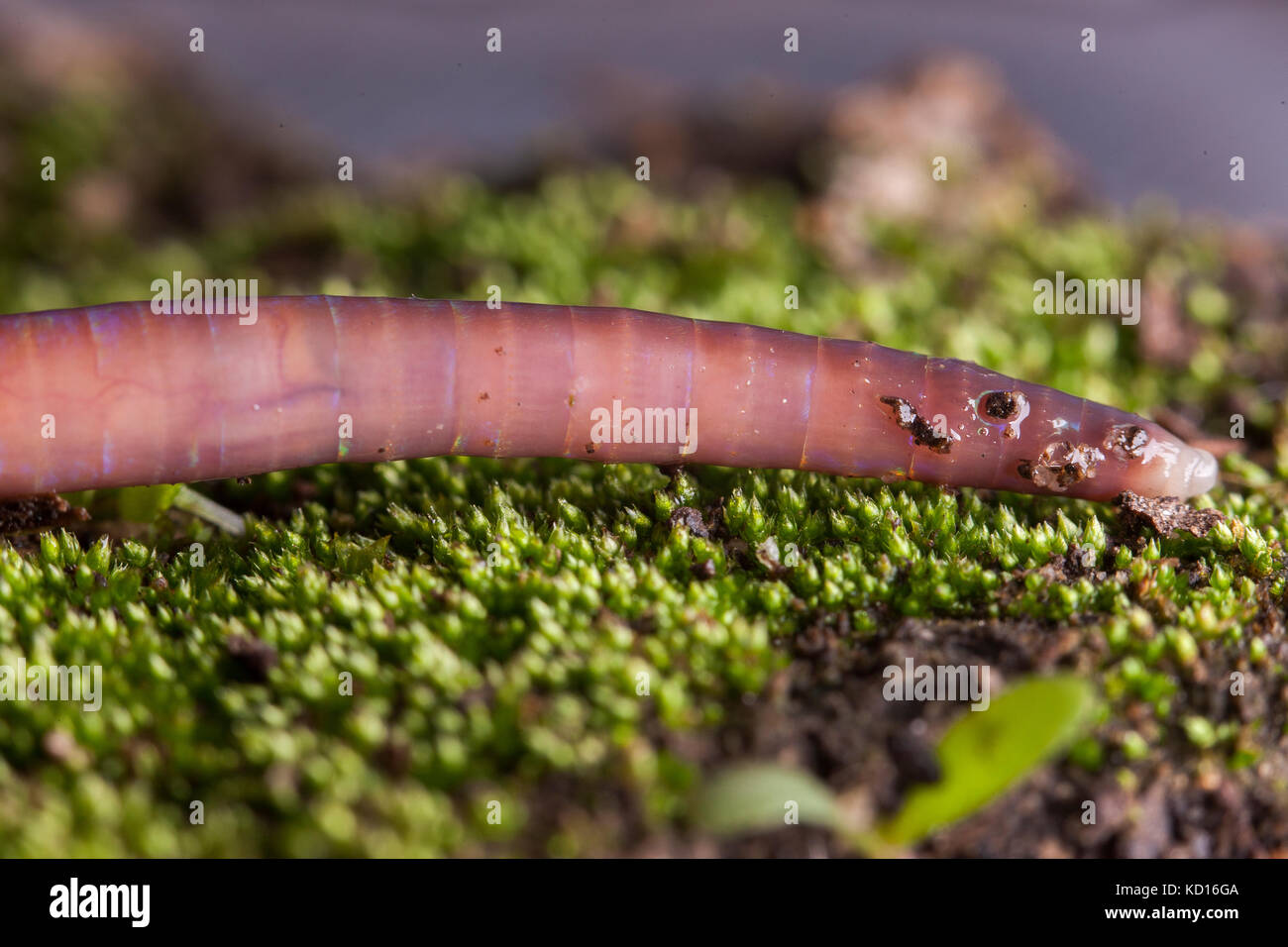 Earthworm showing setae Stock Photo - Alamy