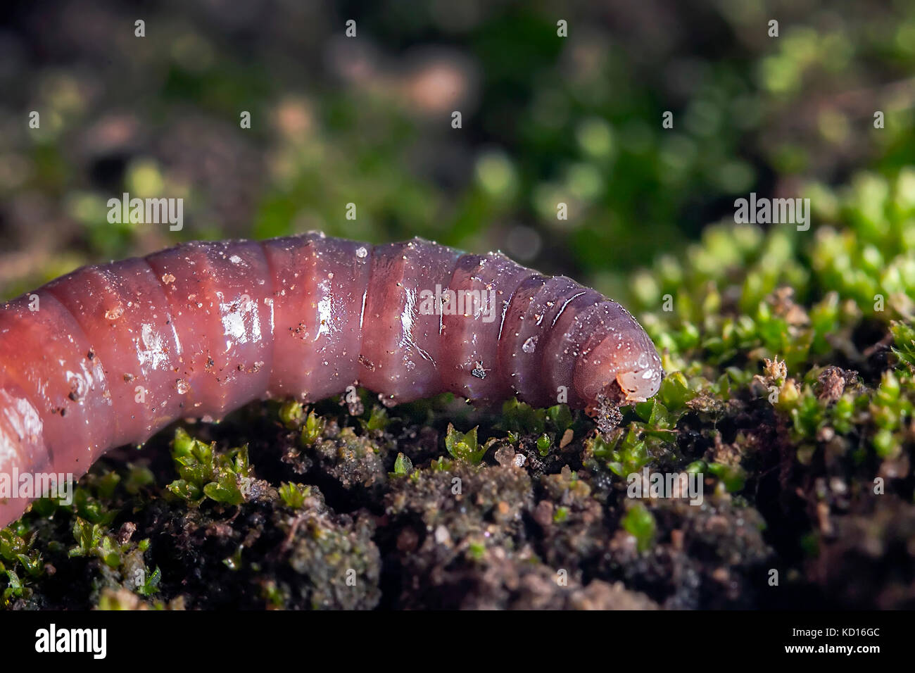 Earthworm showing setae Stock Photo