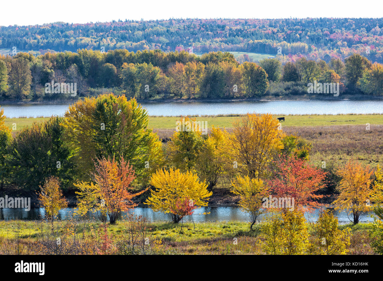Fall foliage, Saint John River, Hampstead, New Brunswick, Canada Stock Photo