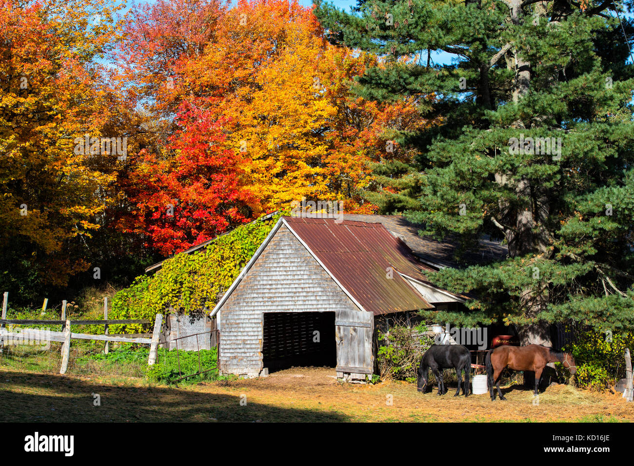 Barn, Upper Hamstead, New Brunswick, Stock Photo