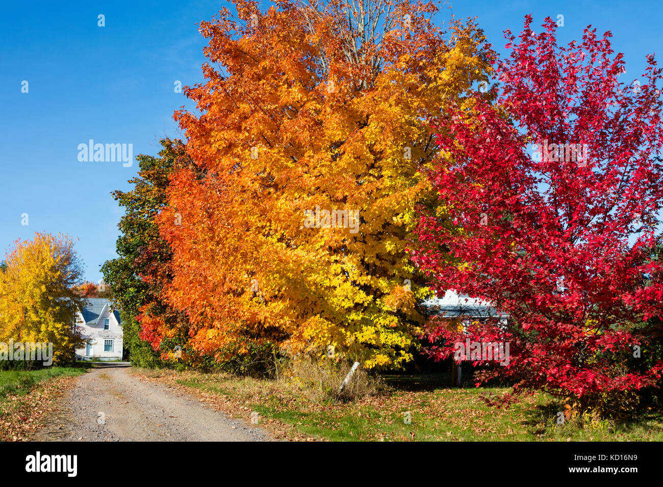 Maple trees and house, Queenstown, New Brunswick, Canada Stock Photo