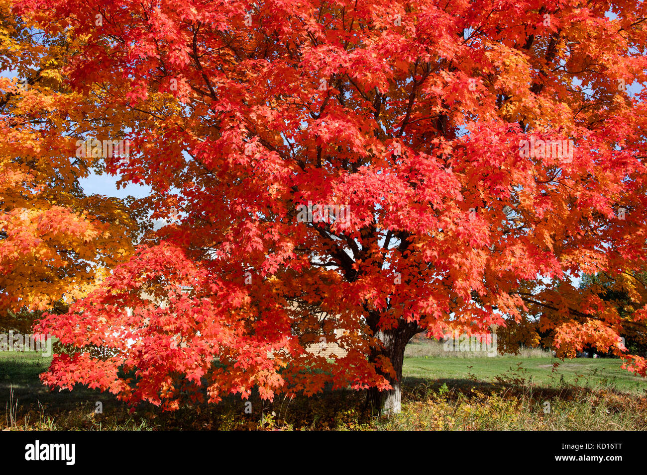 Maple tree, Doctors Hill, Gagetown, New Brunswick, Canada Stock Photo