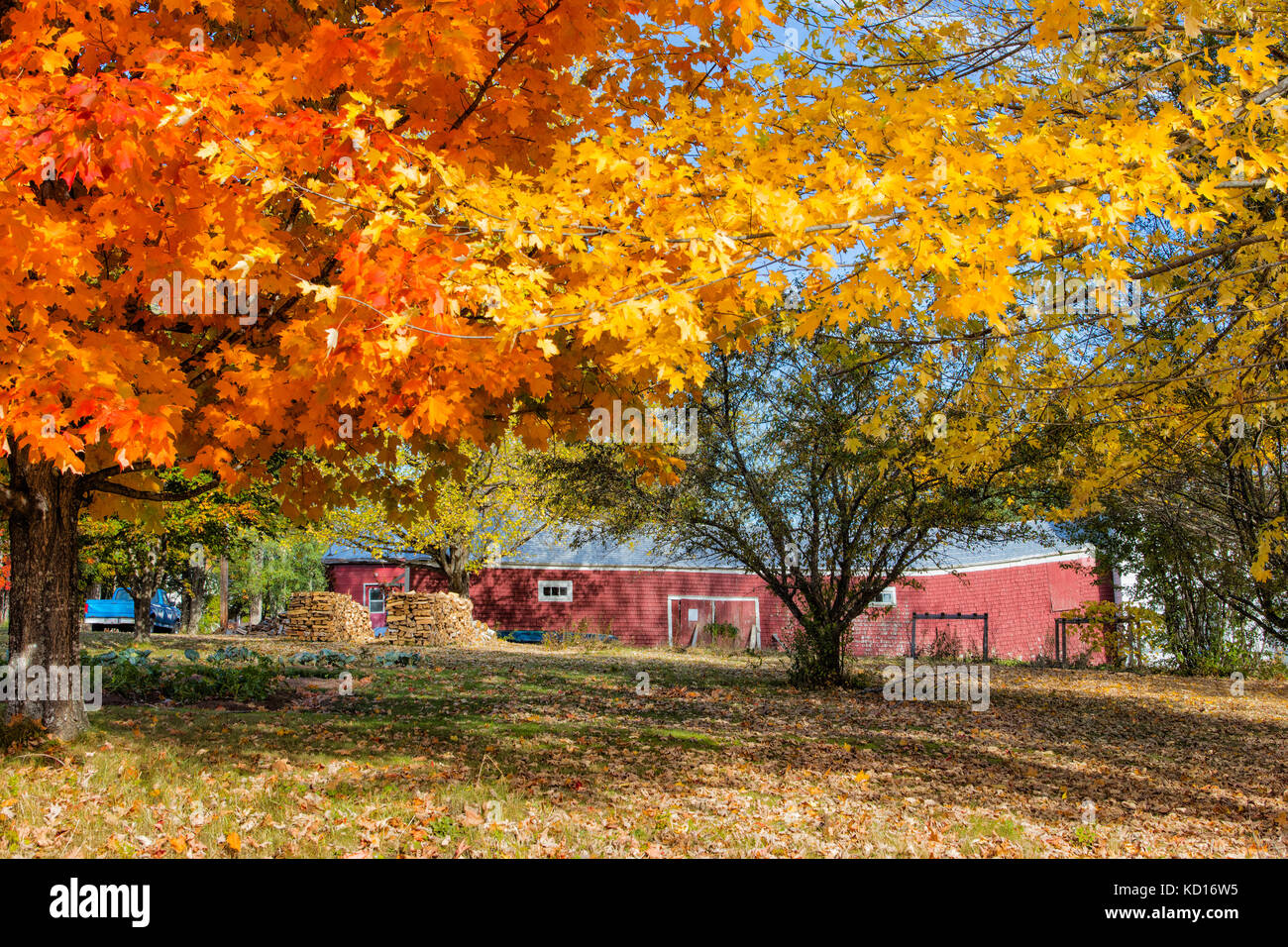 Maple trees and barn, Doctors Hill, Gagetown, New Brunswick, Canada Stock Photo