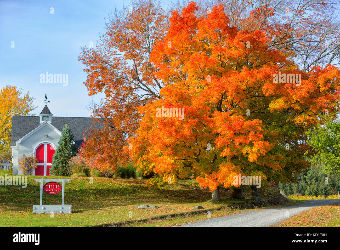 Fall foliage, Gillis Winery, Belleisle, New Brunswick, Canada Stock