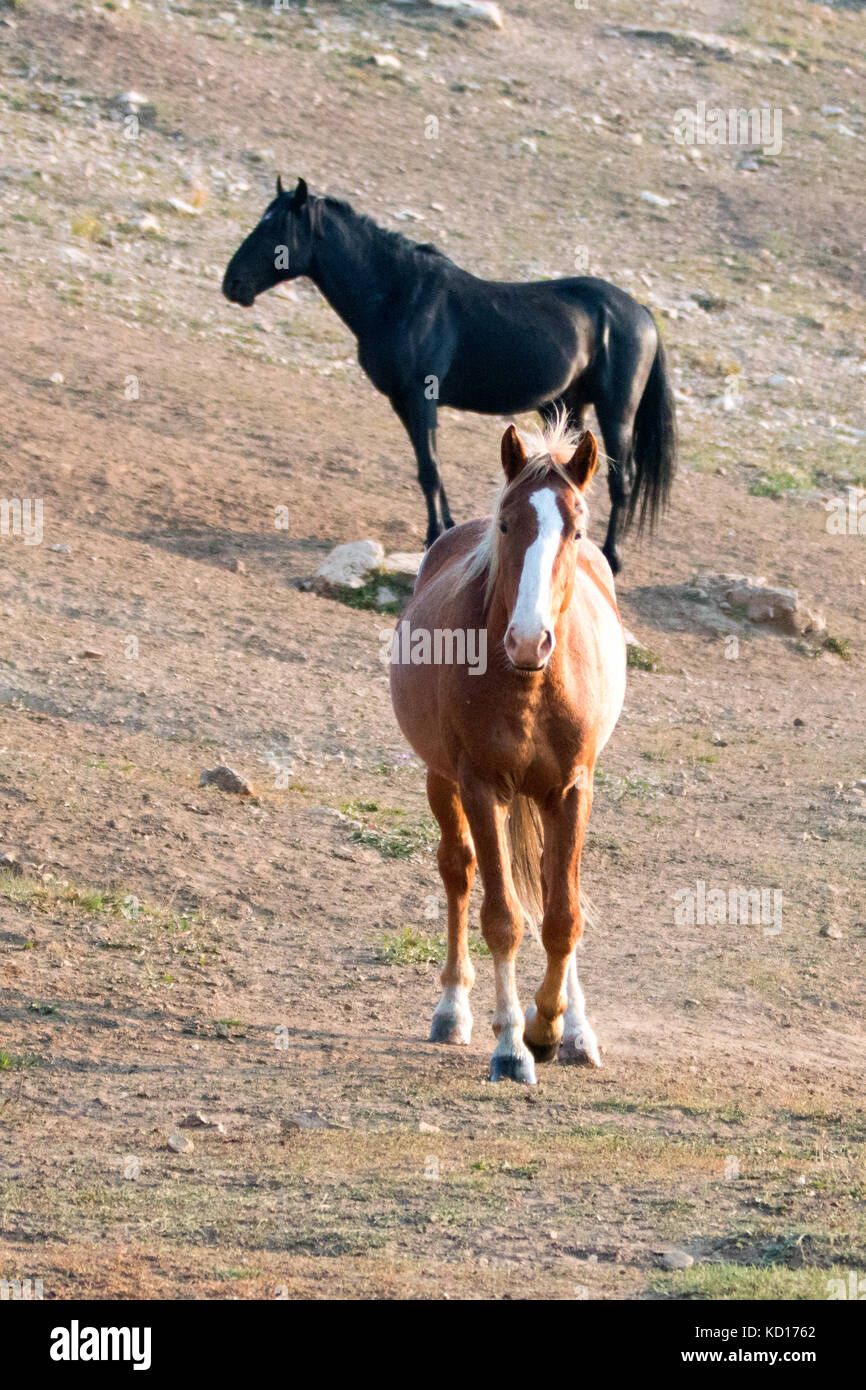 Black Horse White Blaze High Resolution Stock Photography and Images