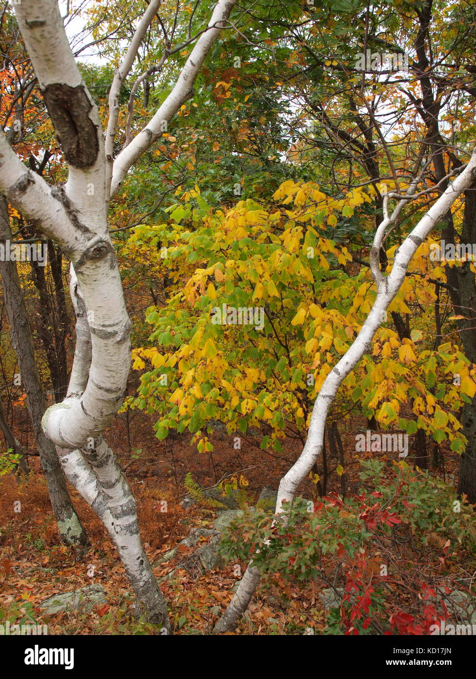 Autumn birch trees and fall foliage in High Point State Park in Sussex County, New Jersey. Stock Photo
