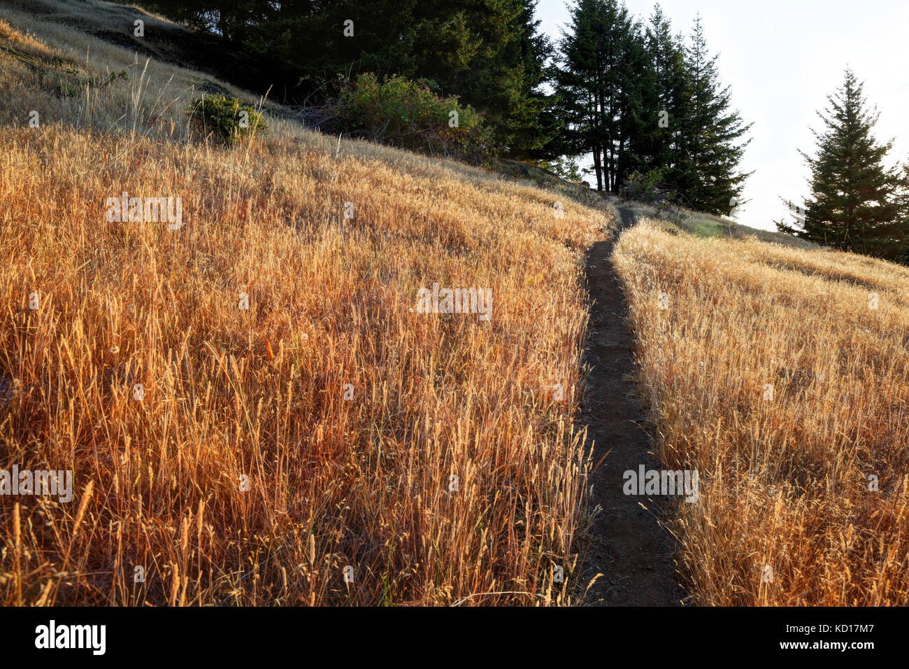 Trail through grassy meadow on Turtleback Mountain, Orcas Island, Washington, USA Stock Photo