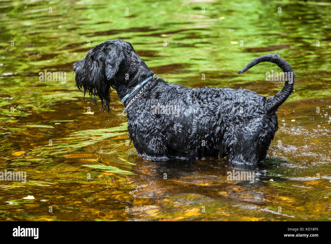 Big wet black schnauzer dog, standing in the river, Dog in water Stock Photo