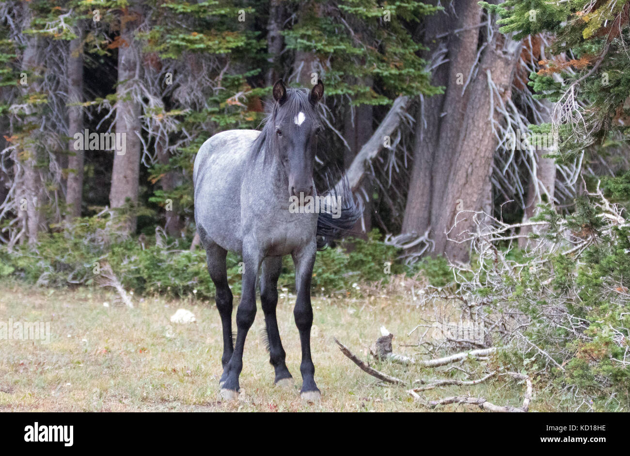 Young Blue Roan Stallion wild horse mustang on Sykes Ridge in the Pryor Mountains wild horse range in Montana United States Stock Photo
