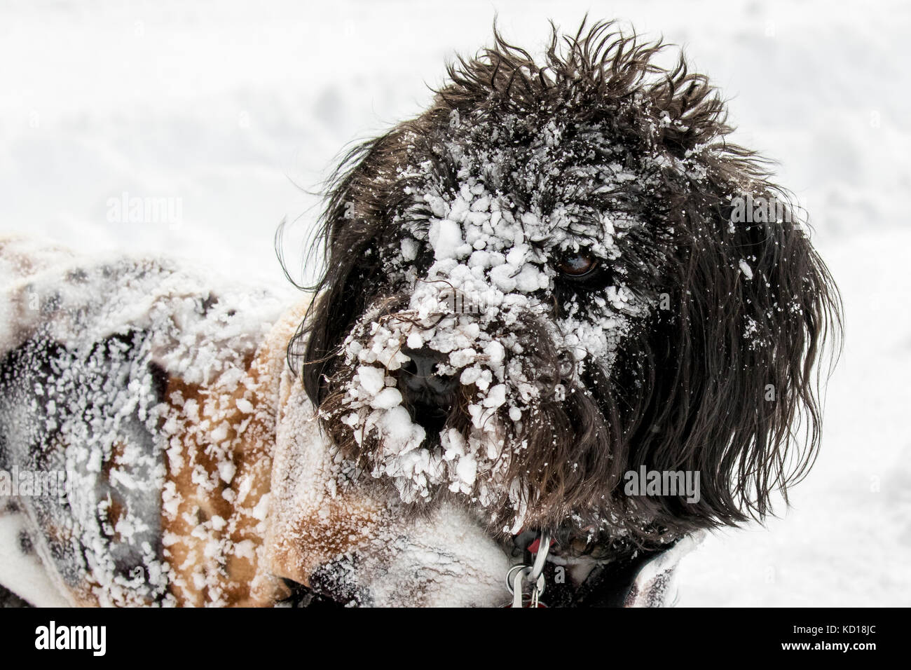 schnoodle crossbreed