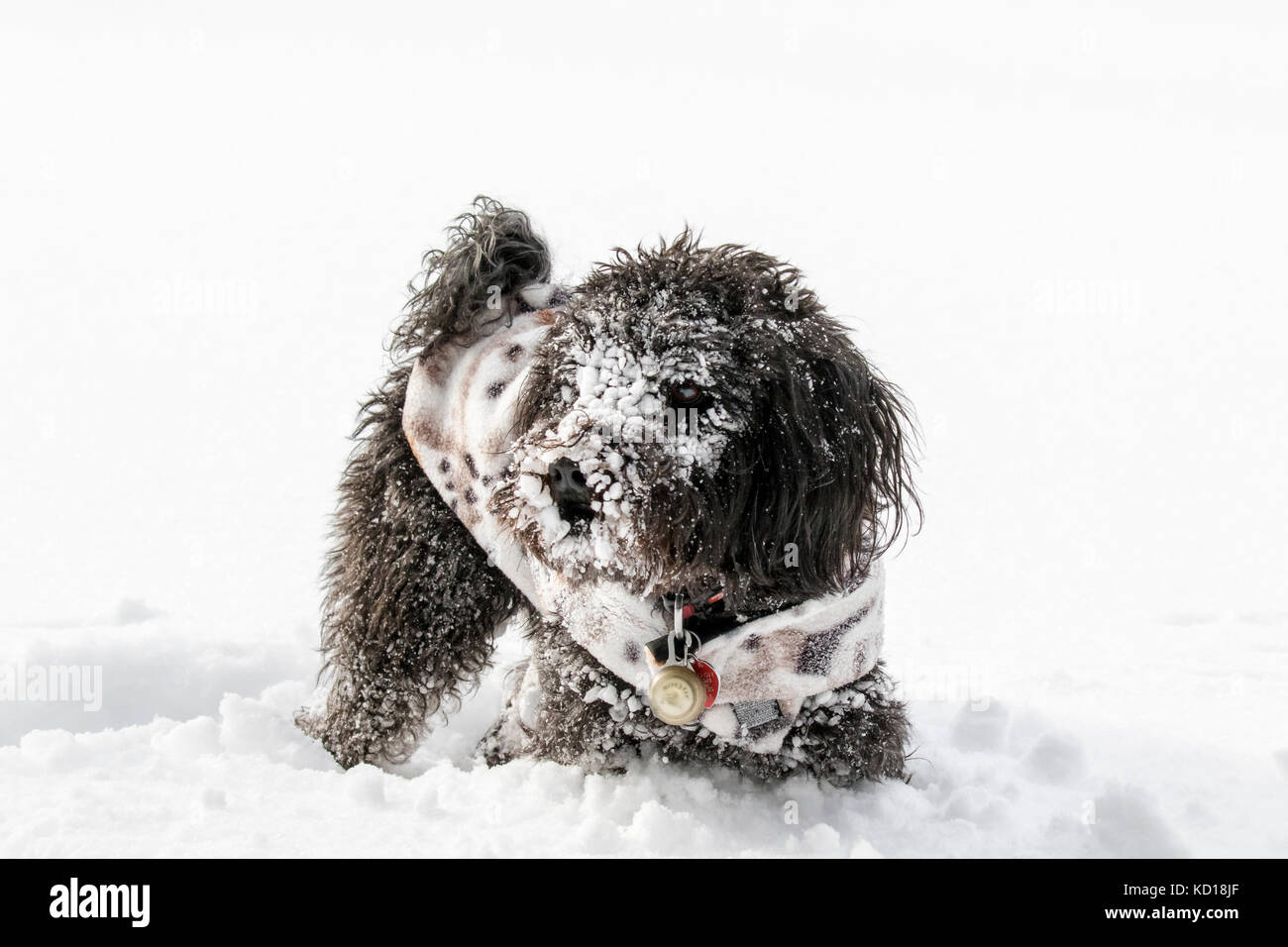Molly, a black schnauzer-poodle cross breed (schnoodle) dog  playing in the snow Stock Photo