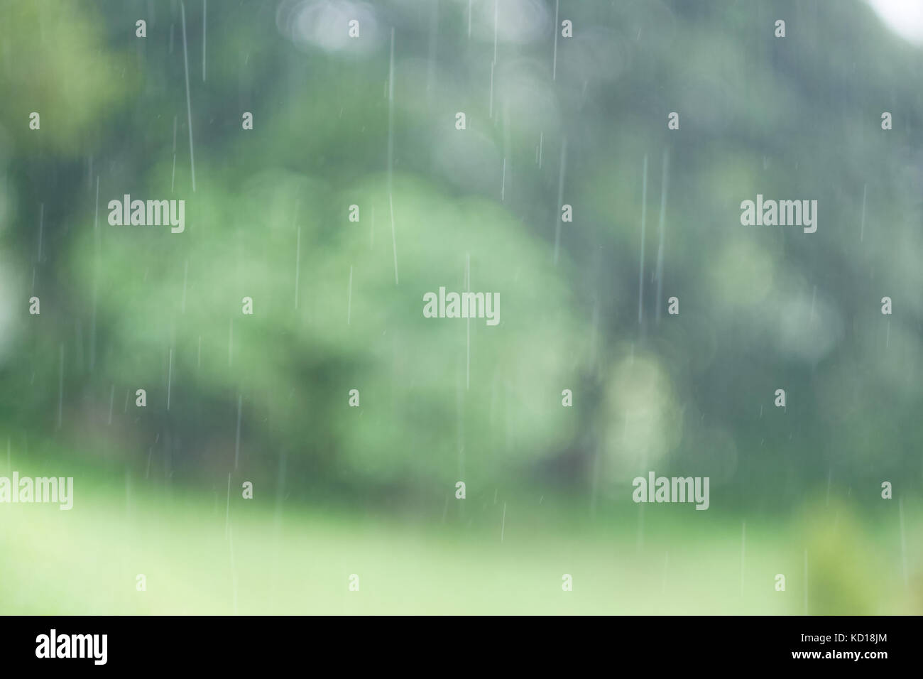 Heavy rain drops fall continuously in the forest rainy season Stock Photo