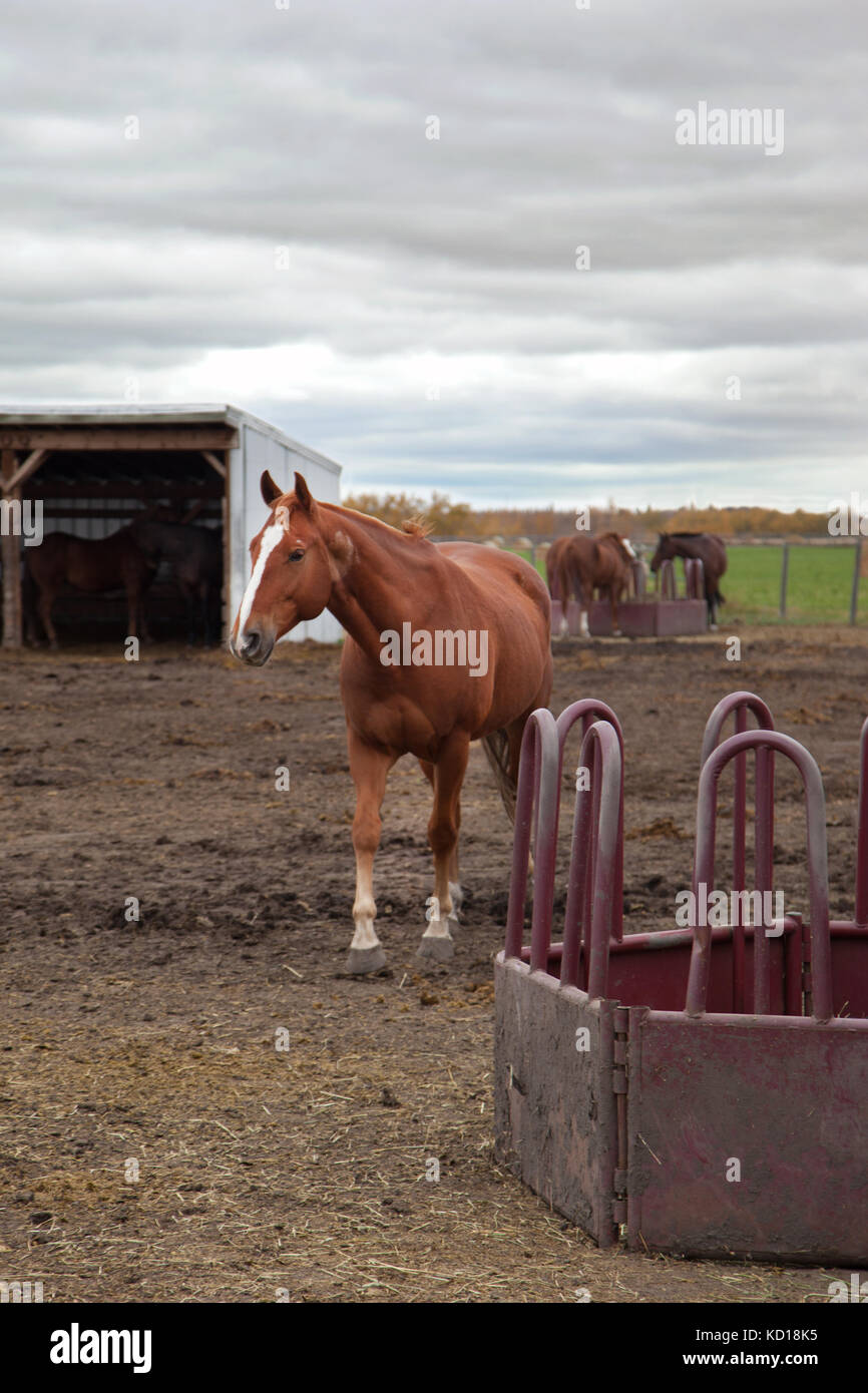 Feeding Trough Stock Photos & Feeding Trough Stock Images Alamy