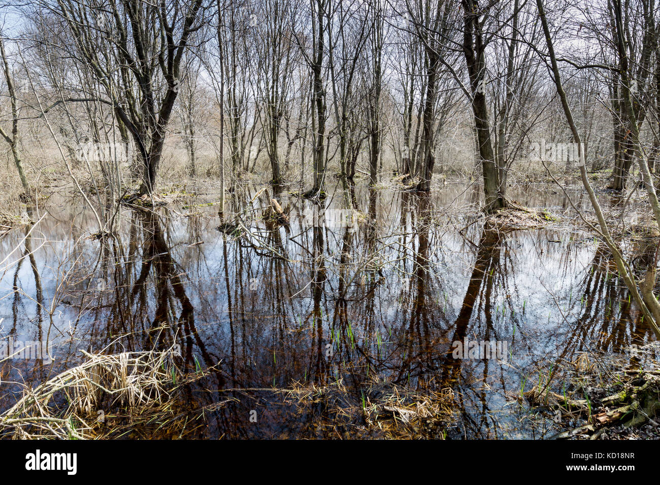 Wetlands at Big Sandy Bay, Wolfe Island, Ontario, Canada Stock Photo