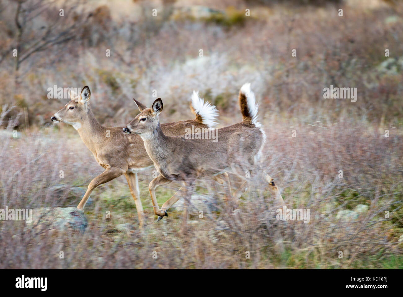 White-tailed Deer (Odocoileus virginianus), Barrie Island, Manitoulin Island, Ontario, Canada Stock Photo
