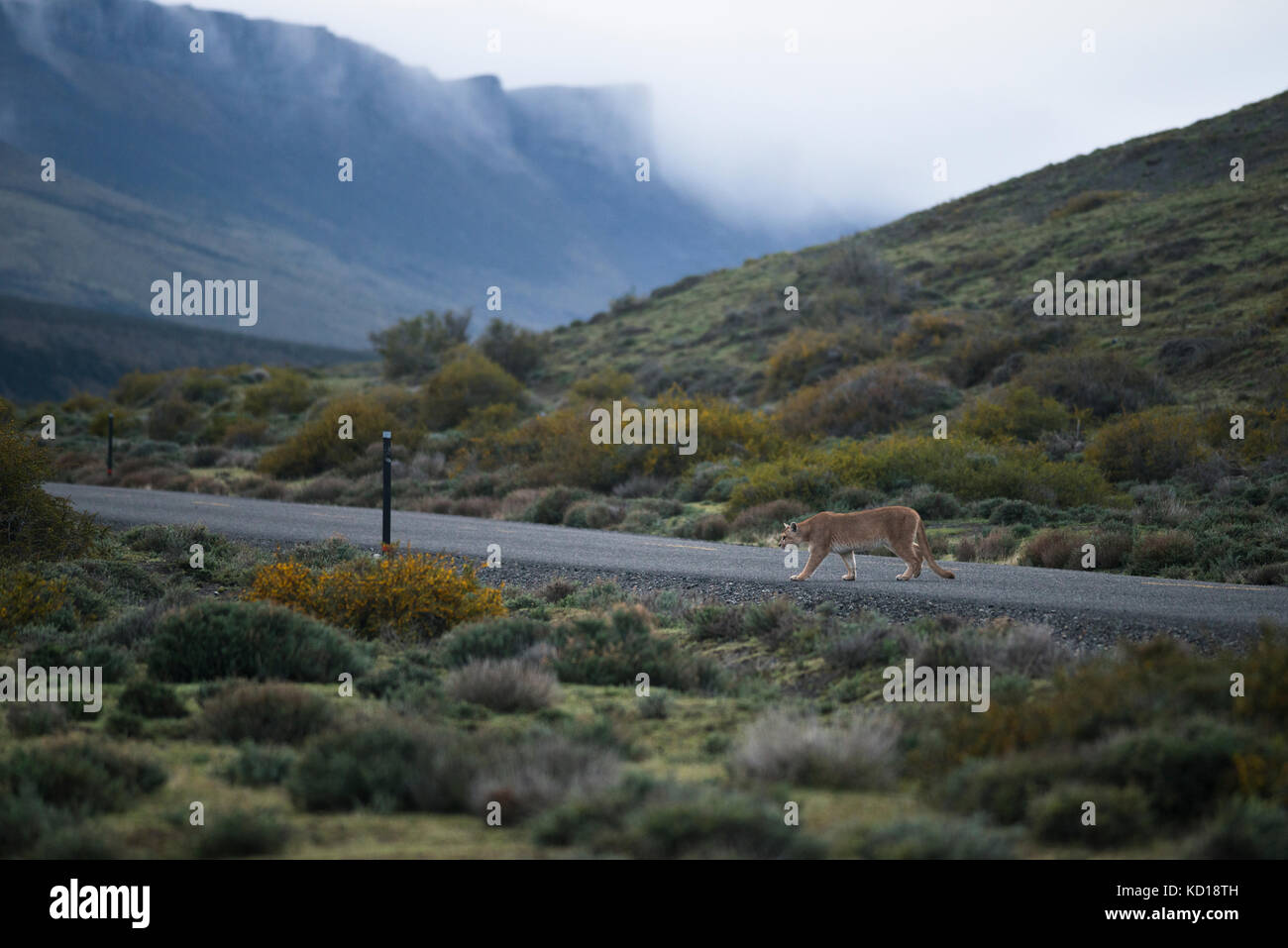 Puma crossing a paved road near Torres del Paine National Park, Chile Stock Photo