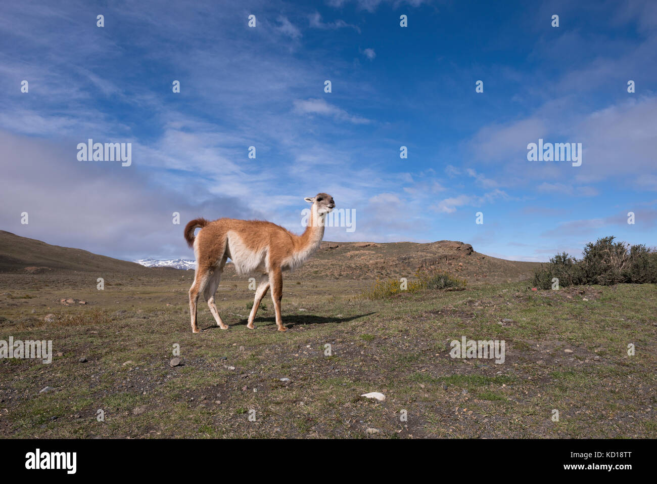 Guanaco in Torres del Paine, Chile Stock Photo
