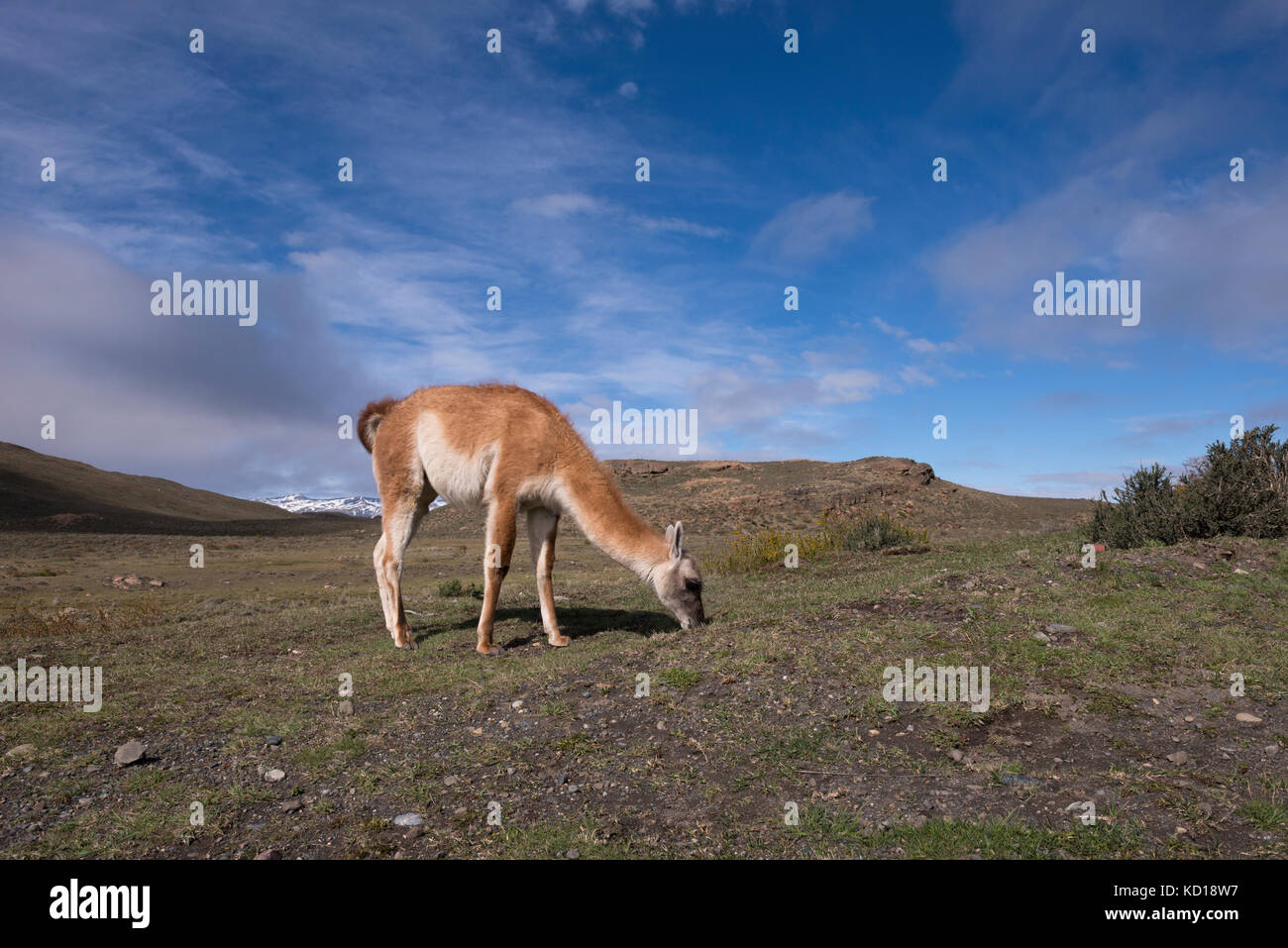 Guanaco in Torres del Paine, Chile Stock Photo