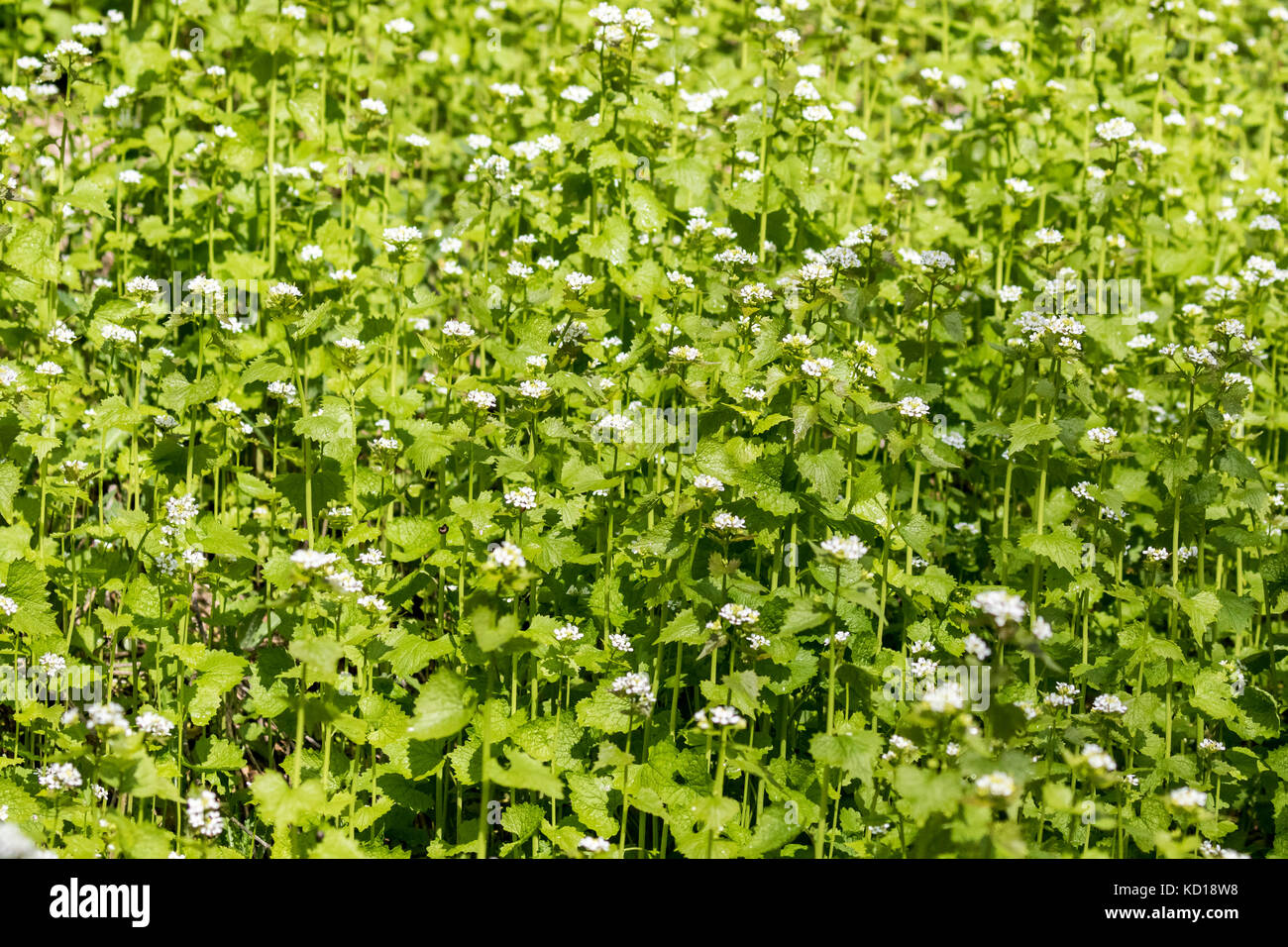 Garlic Mustard (Alliaria petiolata) an invasive weed brought to North Amercan from Europe - this patch was found in Cudia Park in the Scarborough Bluffs of eastern Toronto, Ontario, Canada Stock Photo