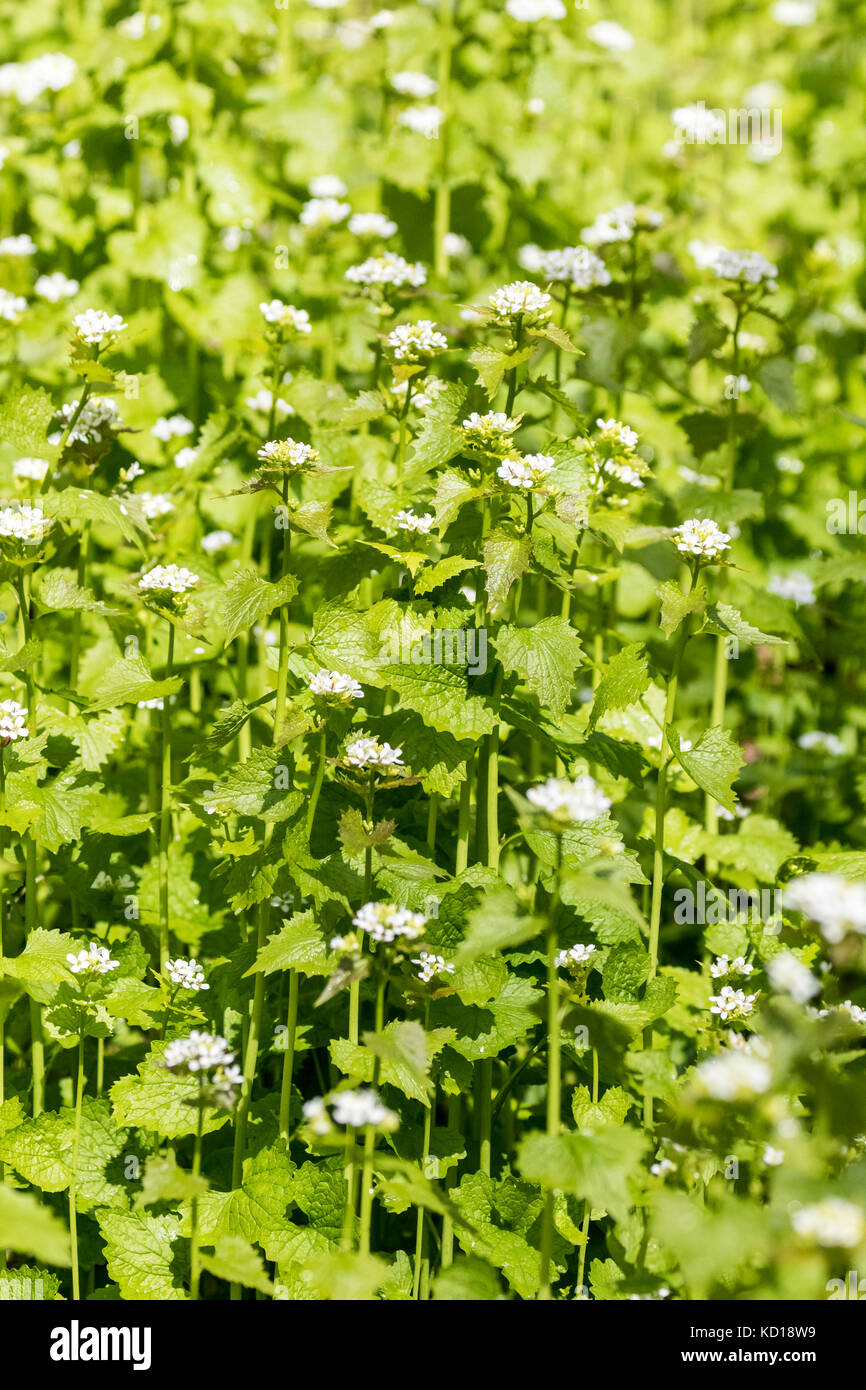 Garlic Mustard (Alliaria petiolata) an invasive weed brought to North Amercan from Europe - this patch was found in Cudia Park in the Scarborough Bluffs of eastern Toronto, Ontario, Canada Stock Photo