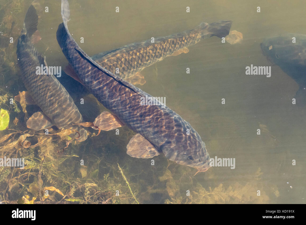 Common Carp (Cyprinus carpio) in the Old Ausable Channel in the Pinery Provincial Park, Ontario, Canada - this fish species was introduced to Ontario Stock Photo