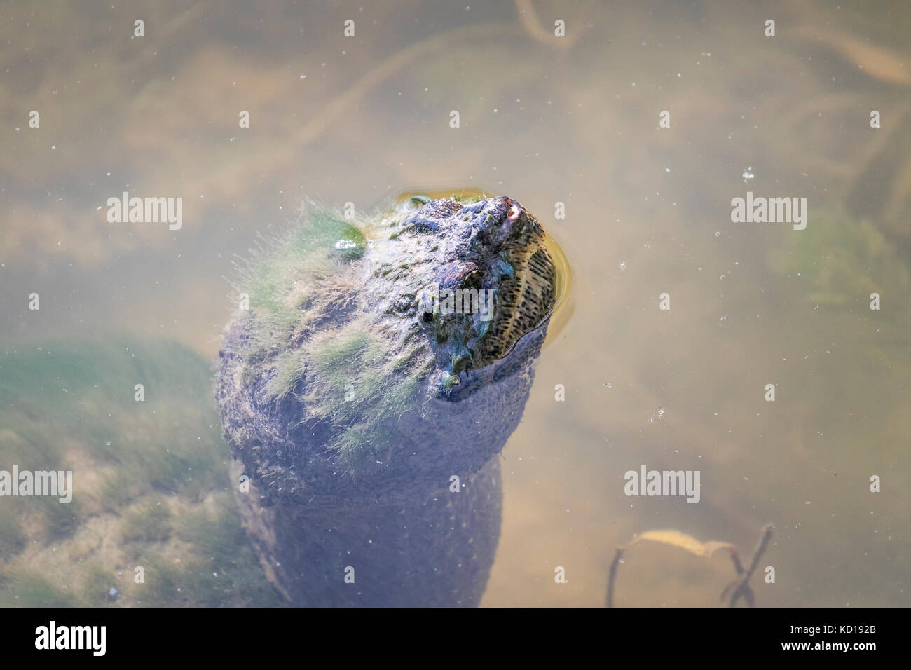 Snapping Turtle (Chelydra serpentina) with nose protruding from water in the Pinery Provincial Park, Ontario, Canada Stock Photo