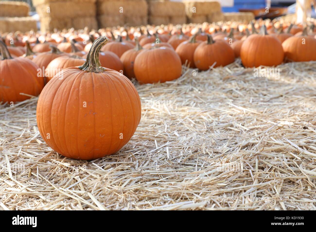 Pumpkin at local farm Stock Photo - Alamy