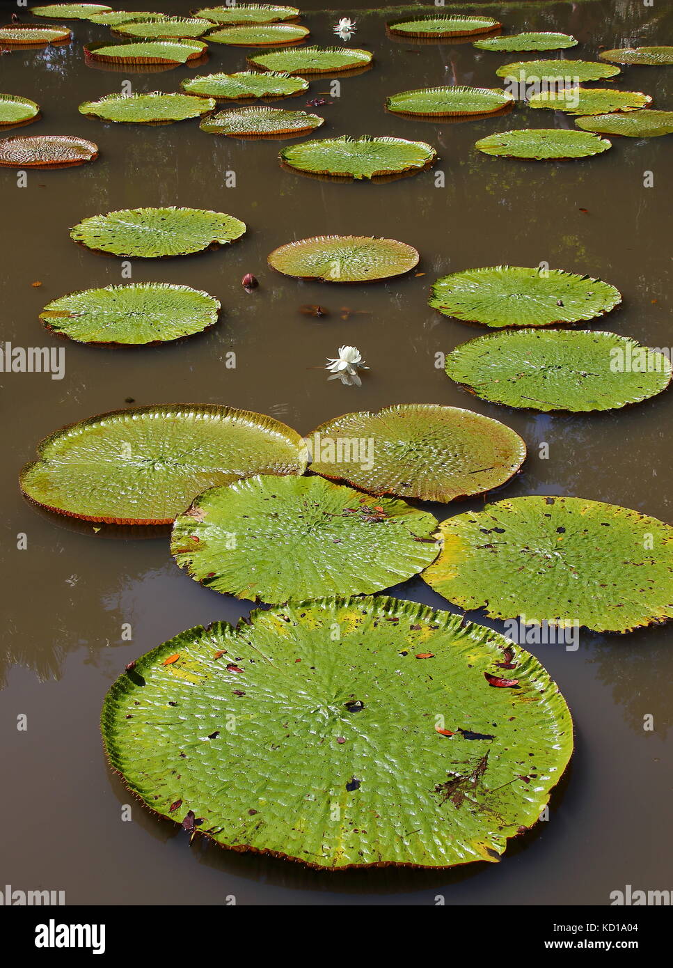 Giant water lilies at the Sir Seewoosagur Ramgoolan Botanical Garden in