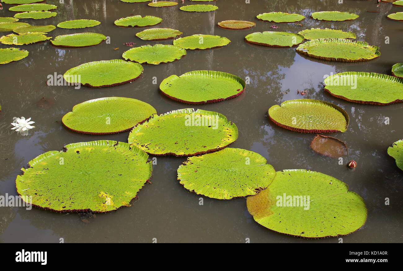 Giant water lilies at the Sir Seewoosagur Ramgoolan Botanical Garden in