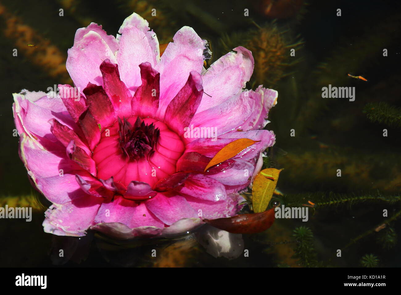 Giant water lilies at the Sir Seewoosagur Ramgoolan Botanical Garden in