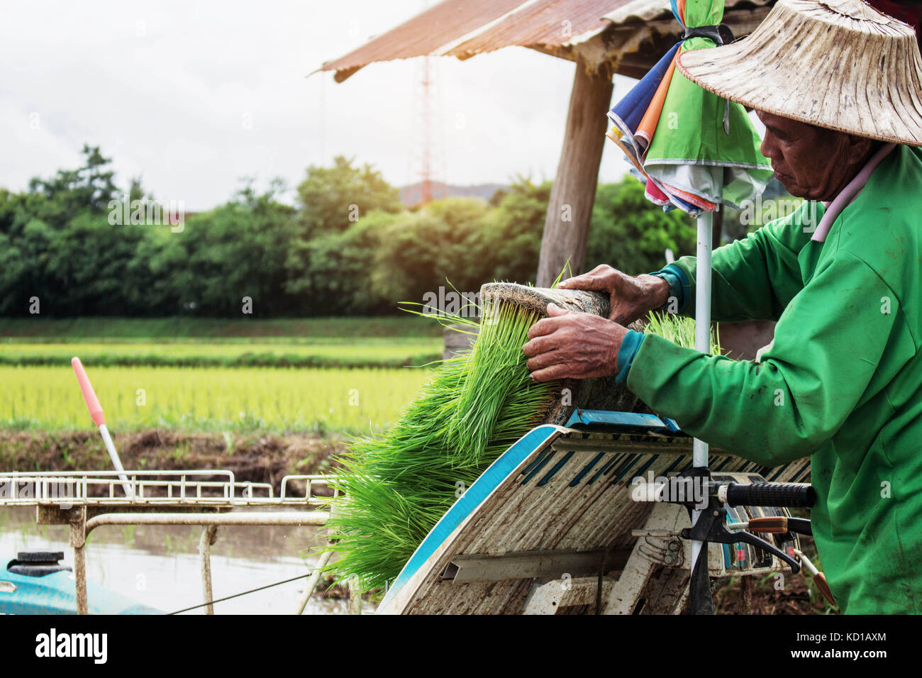 Farmers with seedlings for planting in the rainy season Stock Photo - Alamy