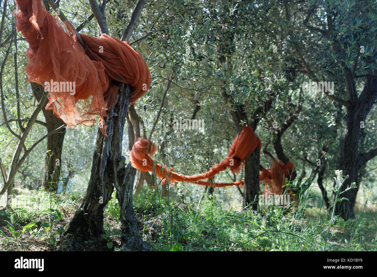 Standing field of olive trees with nets for harvest in Volastra, Cinque Terre National Park Stock Photo