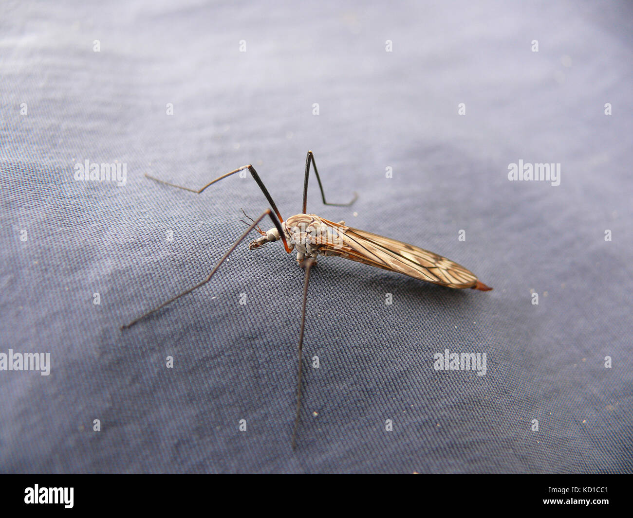 The sucking mosquito Stock Photo