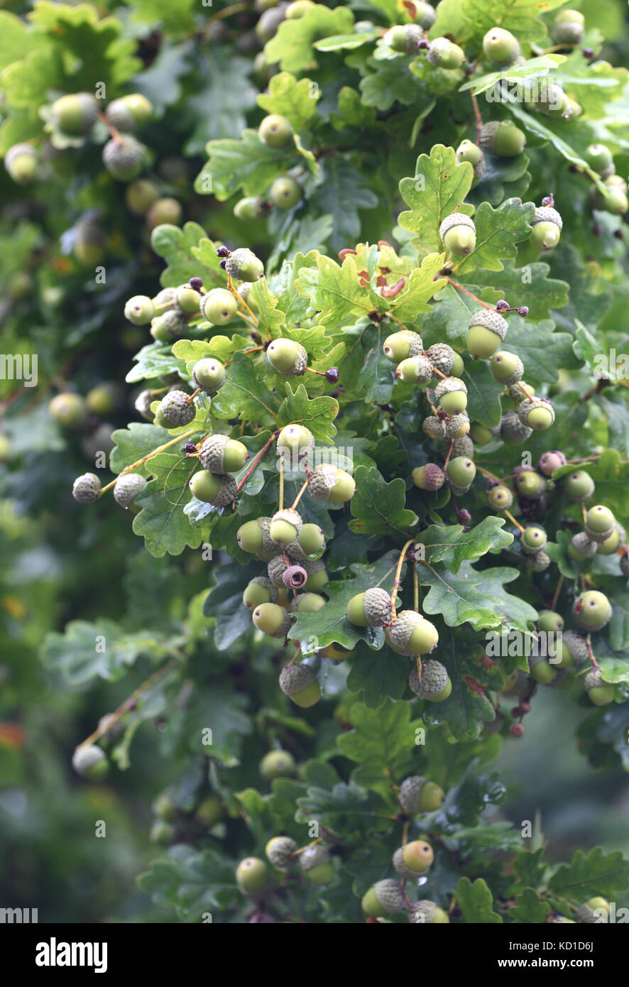 A heavy crop of long stalked acorns, the fruit a Pedunculate Oak tree (Quercus robur). Woodchurch, Kent, UK. Stock Photo