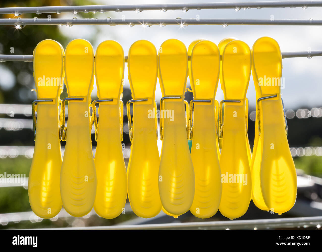yellow pegs on washing line with rain drips Stock Photo