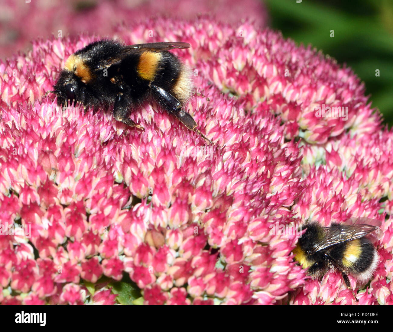 A worker  and a queen Buff-tailed Bumblebee  (Bombus terrestris) on a Sedum spectable flower head. The queen is the larger bee and the size difference Stock Photo
