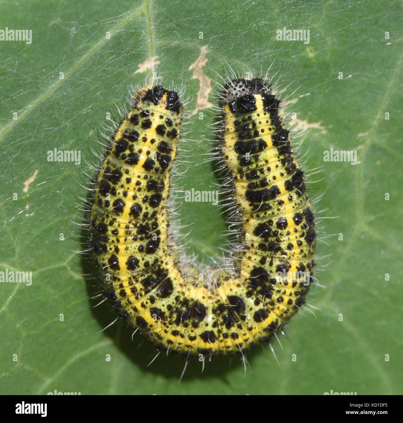 The yellow and brown caterpillar of the large white or cabbage white butterfly (Pieris brassicae) forms a U on  a nasturtium leaf. Bedgebury Forest, K Stock Photo