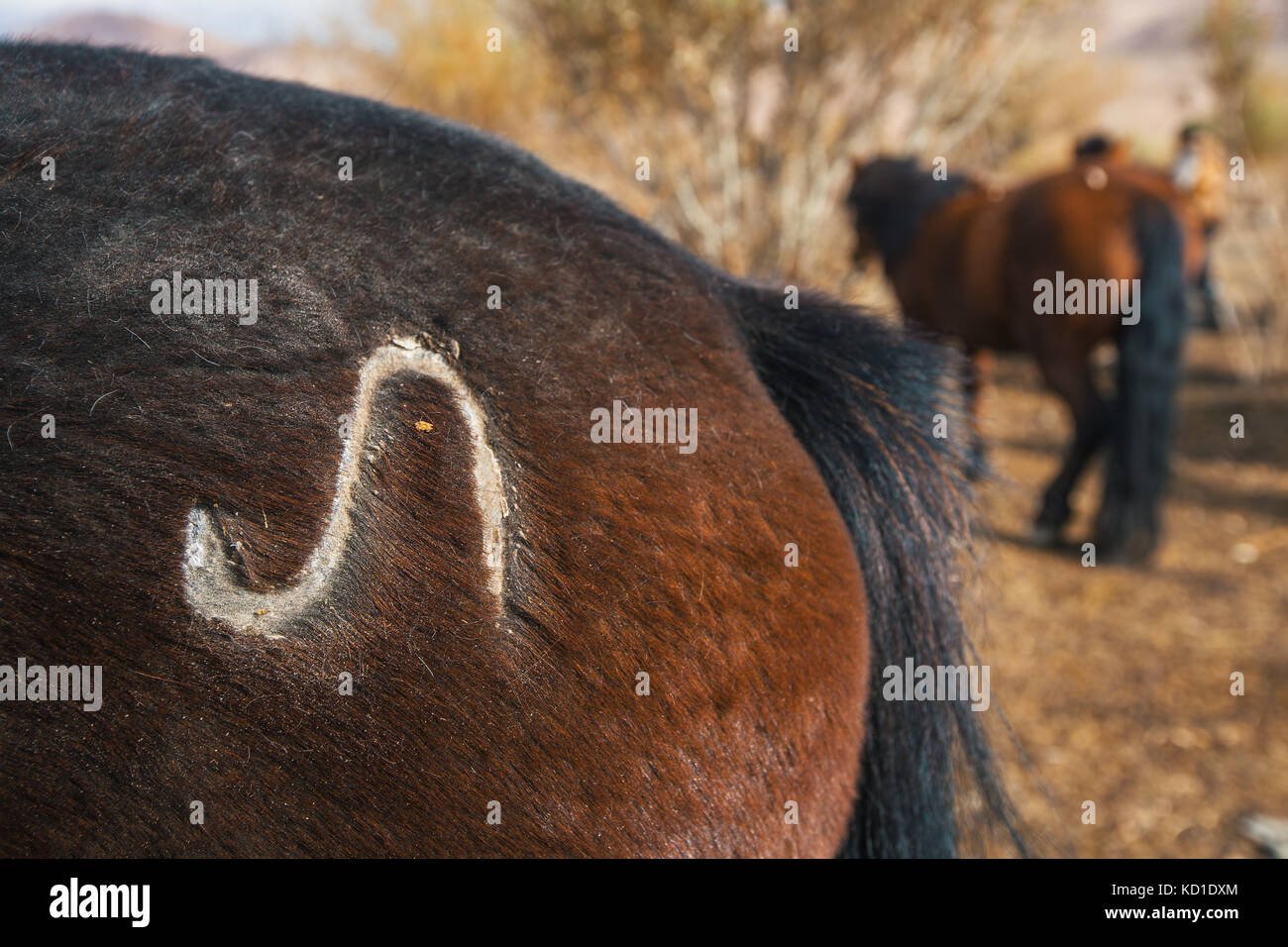 Mongolian stallion boots hot sale