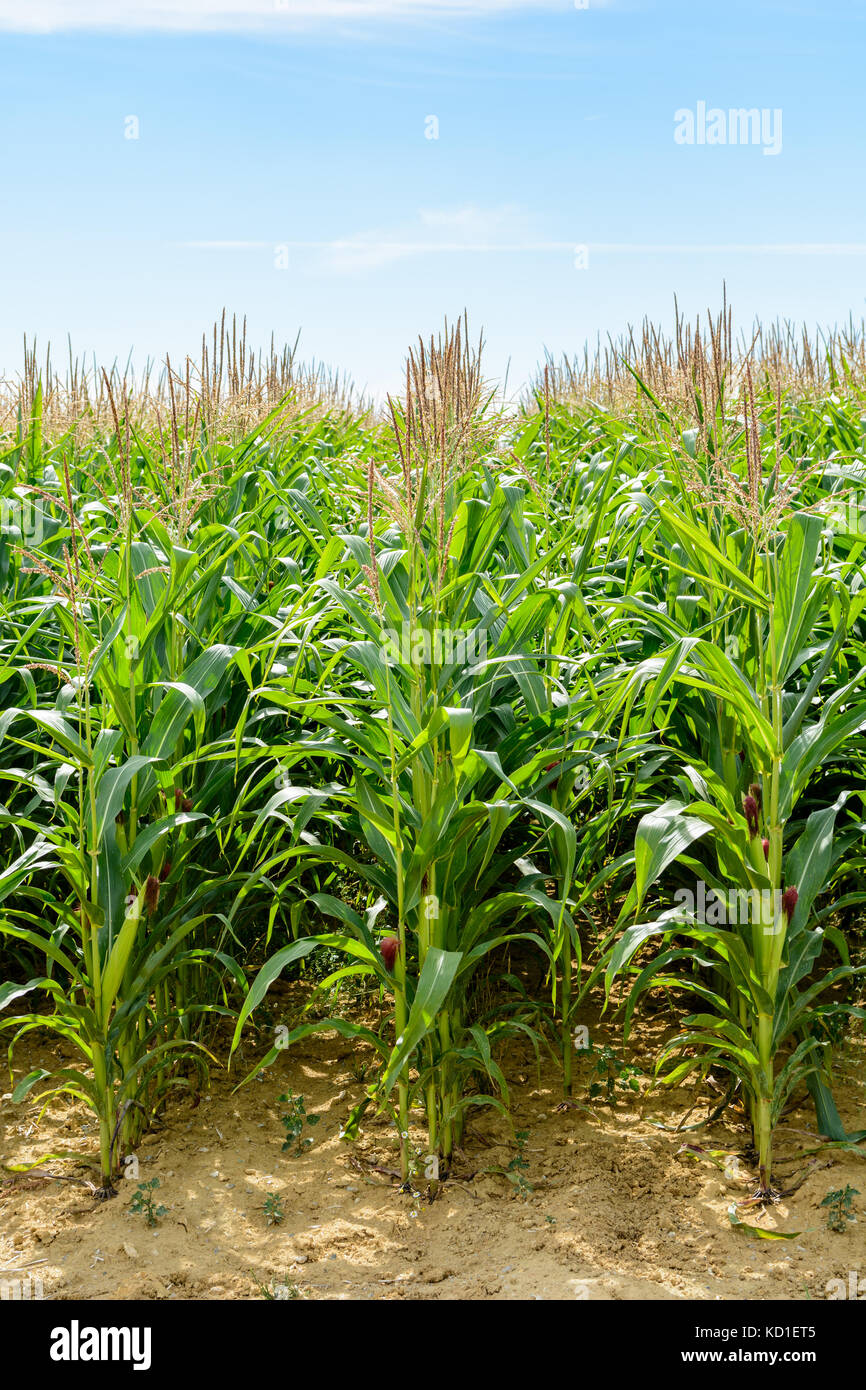 Pale Corn Front view of rows of ripening corn in a field under a pale blue sky in ...