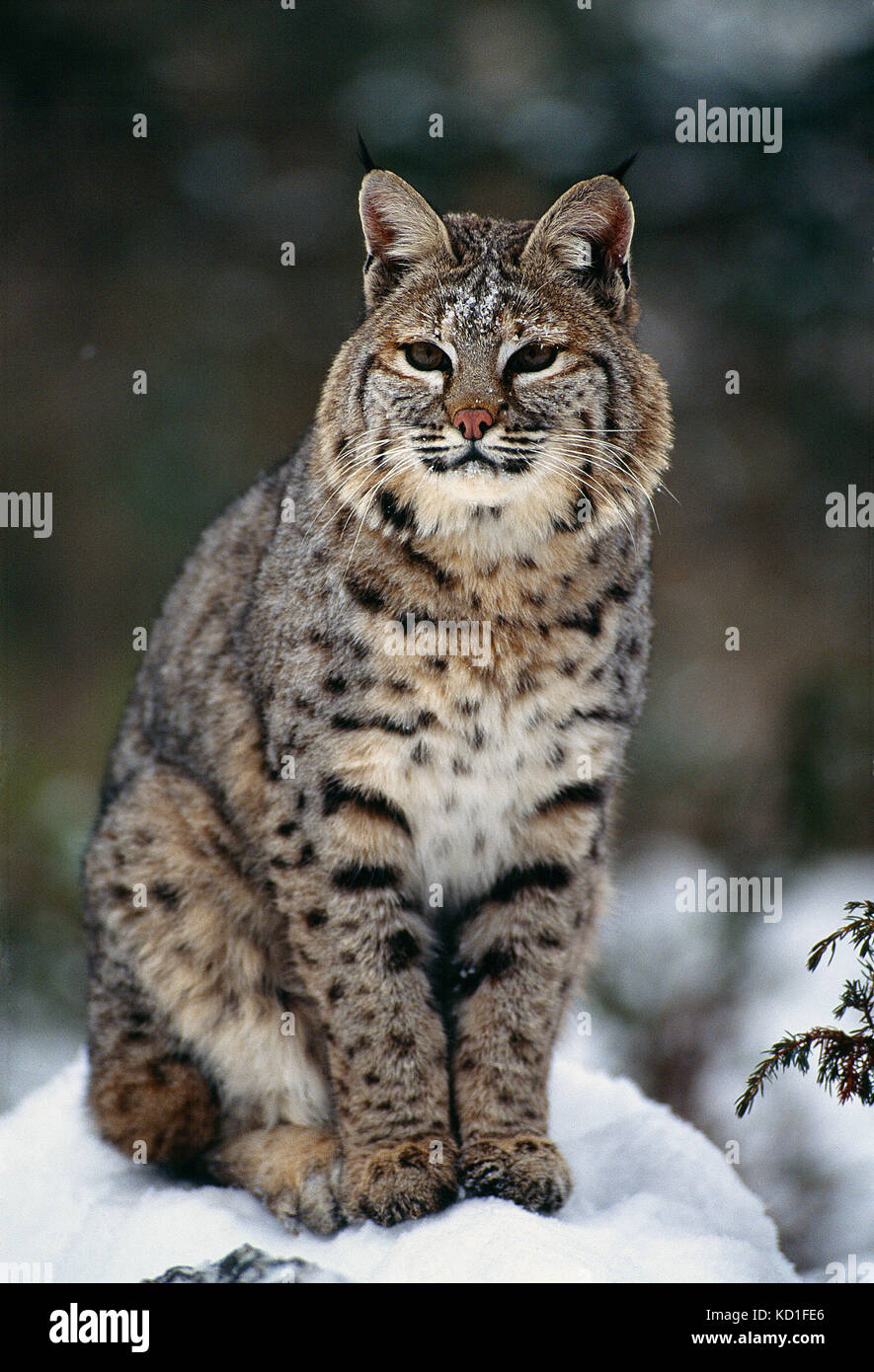 USA. Montana. Wildlife. Bobcat in winter. Stock Photo