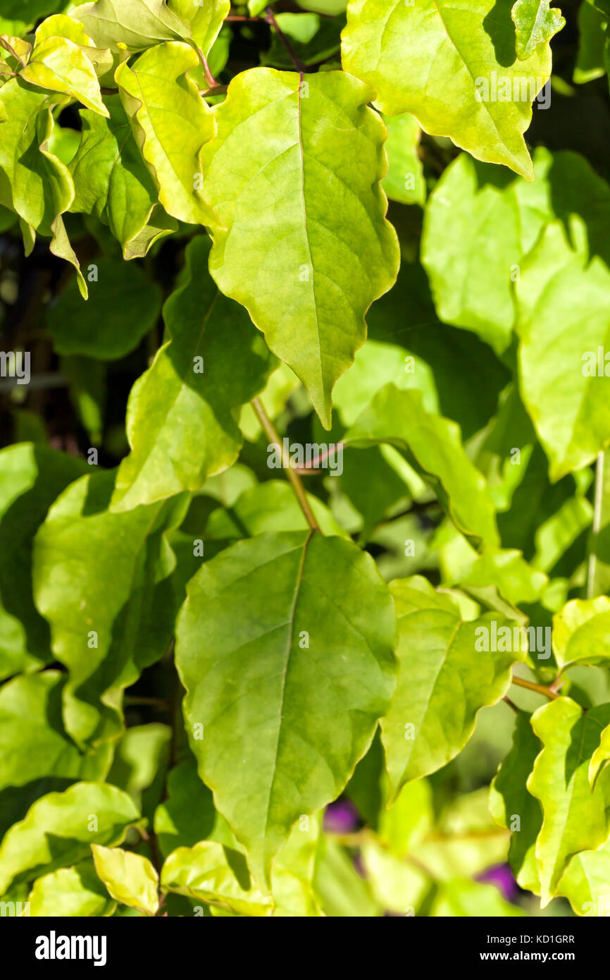 Bougainvillea leaf. Garden climbing plant. Stock Photo
