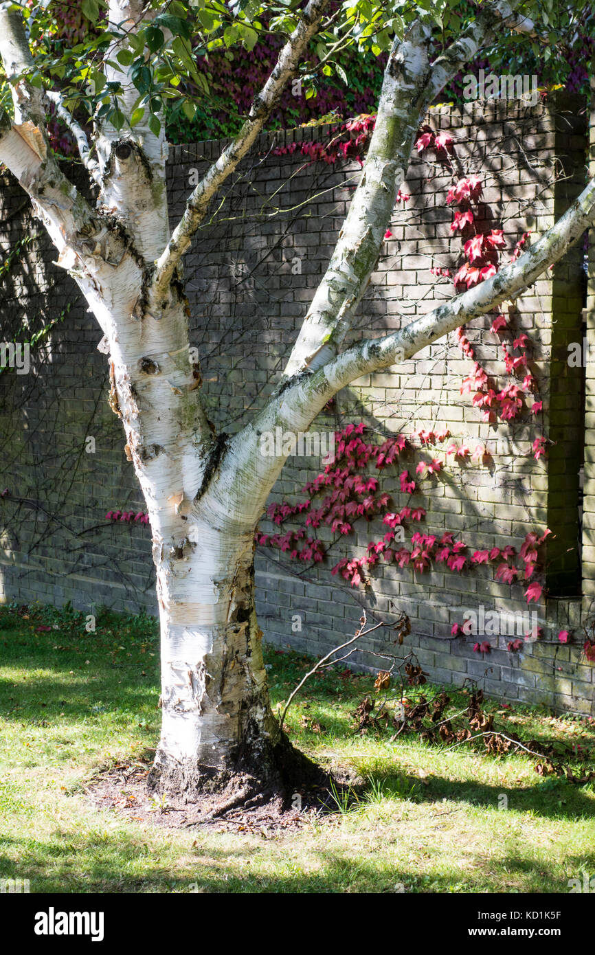 Betula ermanii, gold birch, Erman's birch planted 1975 at Churchill College, Cambridge, UK Stock Photo