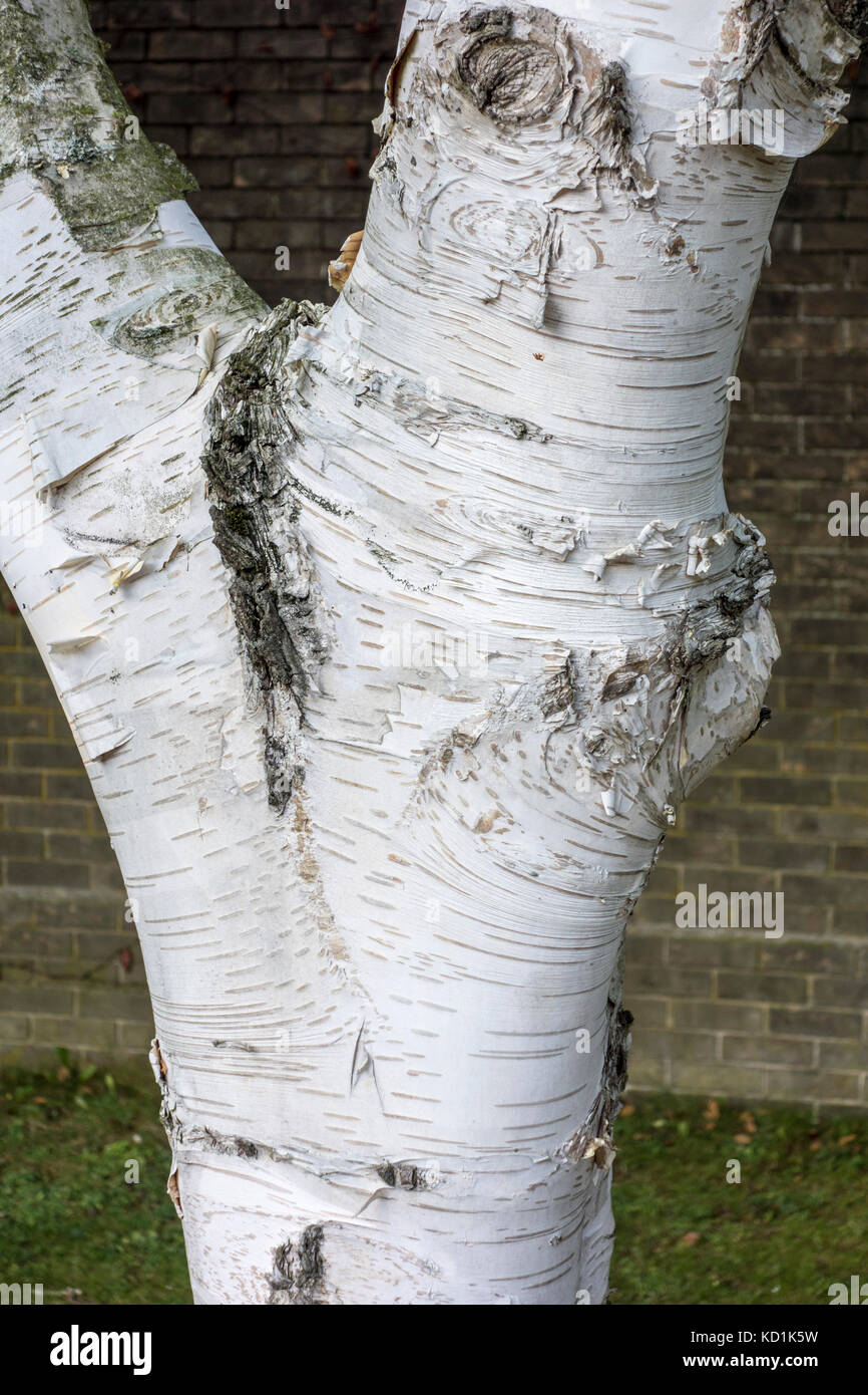 Close up of Betula ermanii, gold birch, Erman's birch planted 1975 at Churchill College, Cambridge, UK Stock Photo