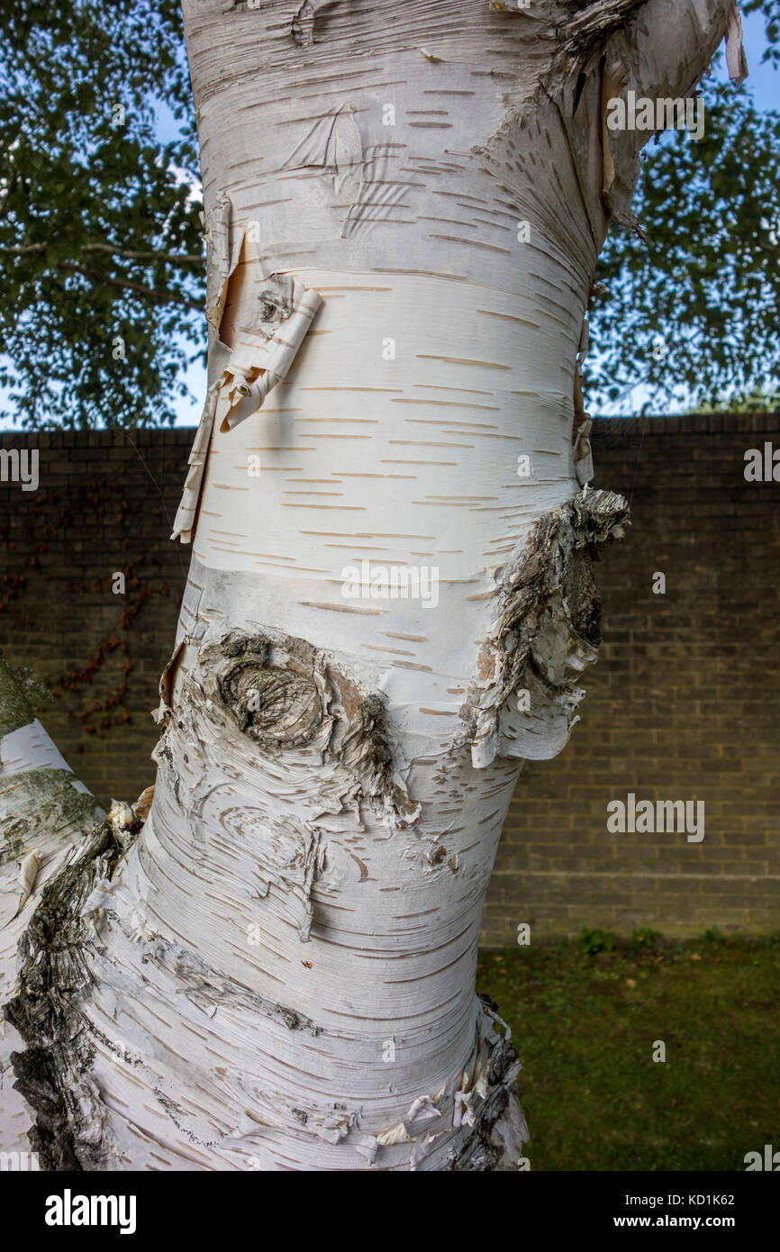 Close up of Betula ermanii, gold birch, Erman's birch planted 1975 at Churchill College, Cambridge, UK Stock Photo