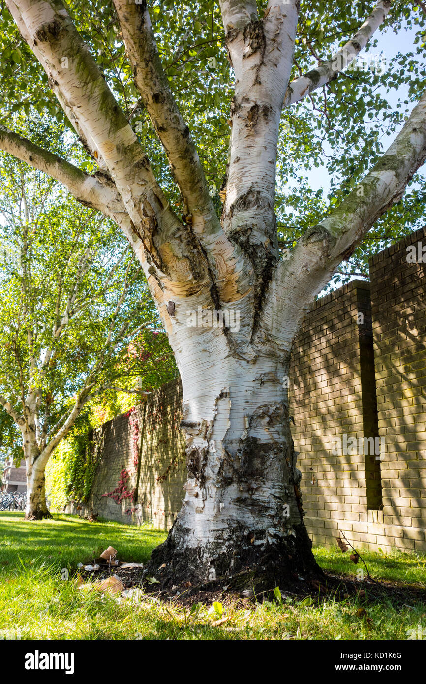 Betula ermanii, gold birch, Erman's birch planted 1975 at Churchill College, Cambridge, UK Stock Photo