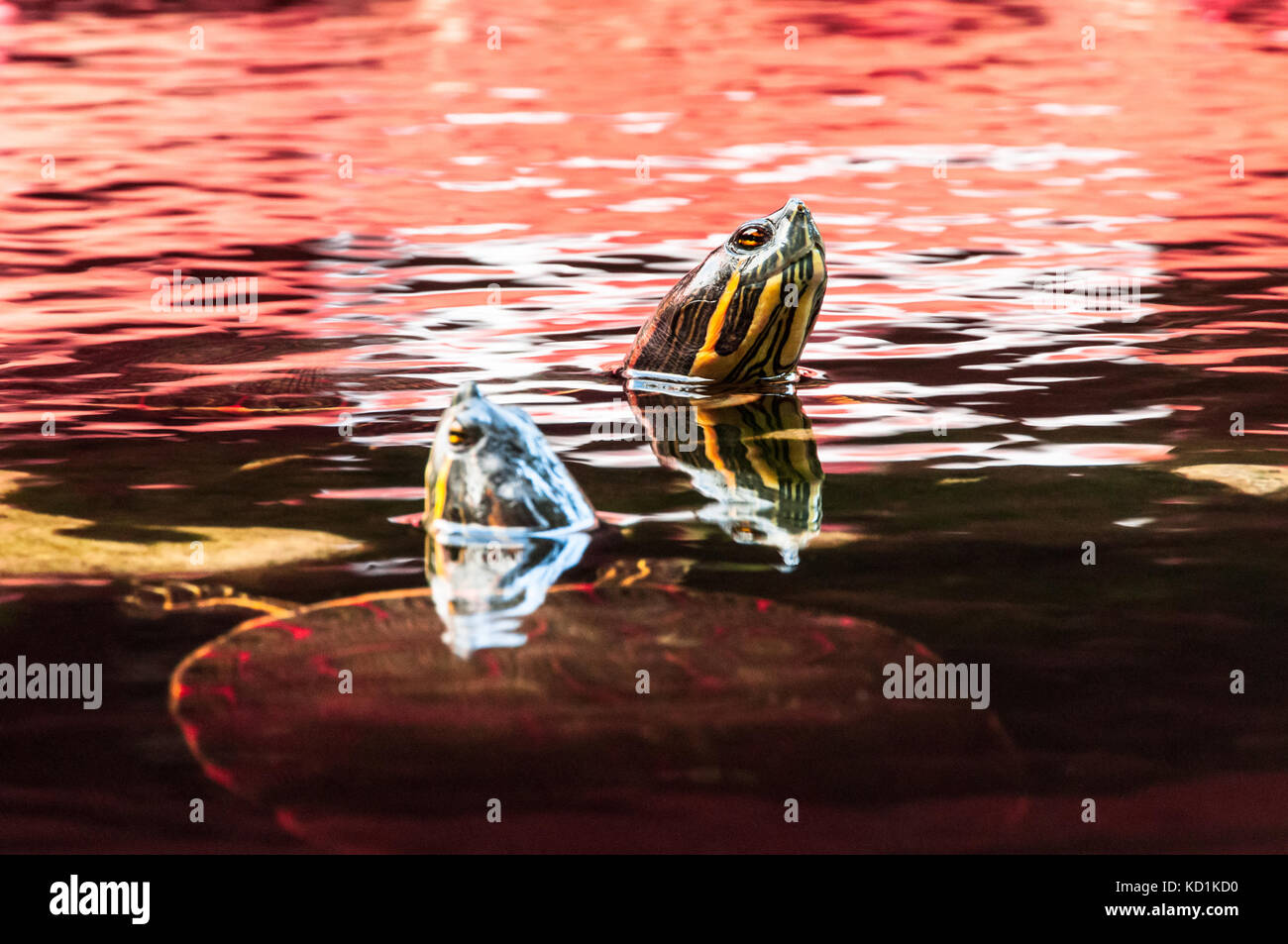 Two Red-Eared slider turtles poking head above the water surface Stock Photo